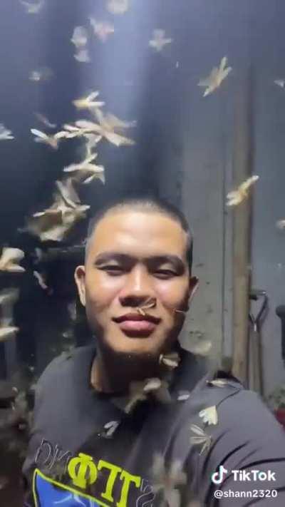 Fireflies (MYX version)