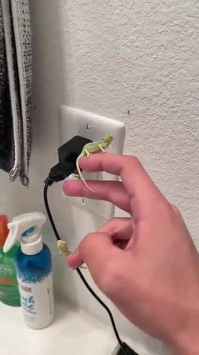 Chameleons earning their keep by eating fruit flies