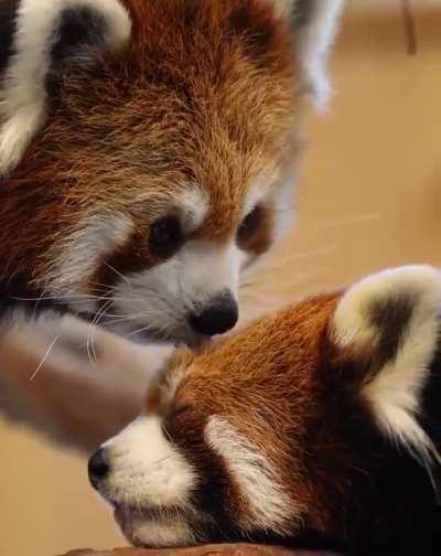 Red pandas are so cute 🥰