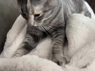 Since she was palm sized, Arthur has had a powerhouse purr.