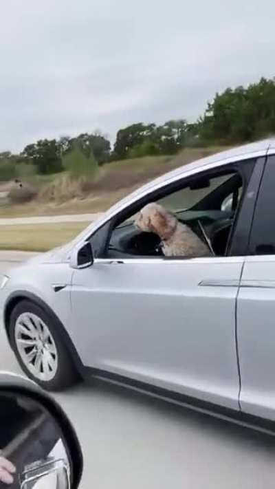 Self-driving Tesla with a dog as the only passenger