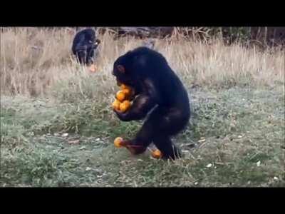 Trying to carry all of the groceries in a single trip