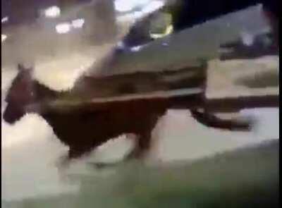 Pre-order Elden Ring bonus?