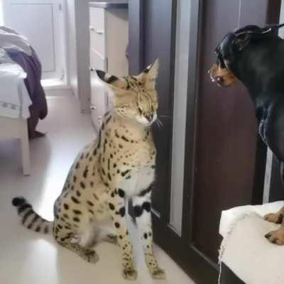 I don't know if this fits here but this serval is on my top polite tier