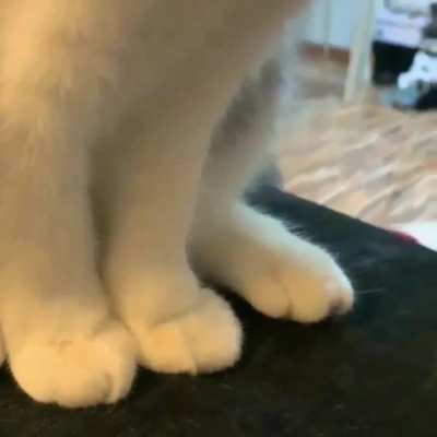 don't tease the Kitty