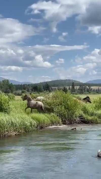 A beautiful wild herd of horses