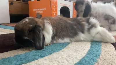 Multitasker bun. Eating while flopping.