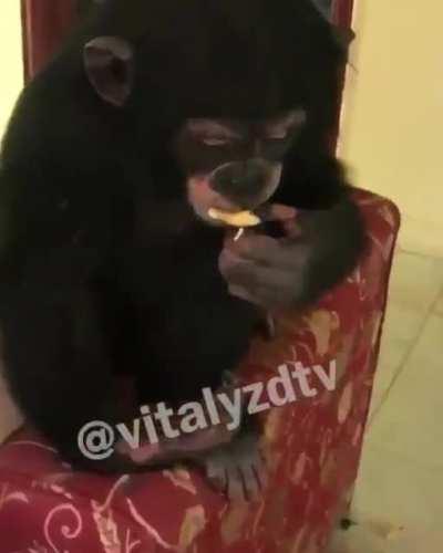 gangsta monkey