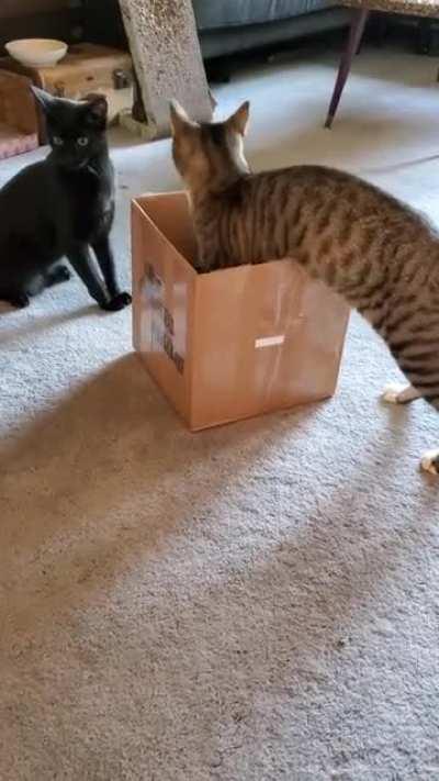 Cat 1: Catculation confirms I cannot fits, no sits. Cat 2: Catculation confirms, I fits... I sits.