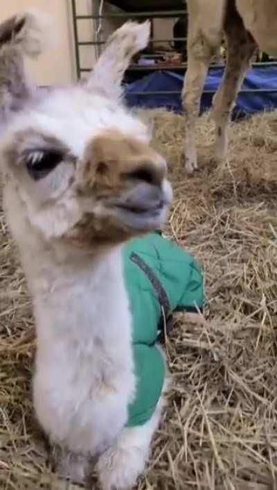 We Had a Baby Llama Born This Morning...!❤️ She's About Five Hours Old in This Video.