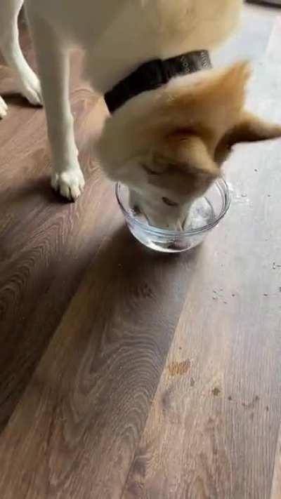 You’ve heard of the game bobbing for apples. Well my dog likes to play bobbing for ice cubes.