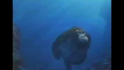 Kong que haces ahi??