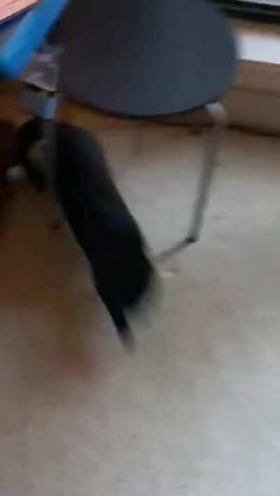 We got a roomba and our kitty was in for a surprise