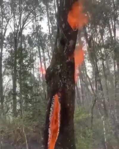 Lightning falling tree