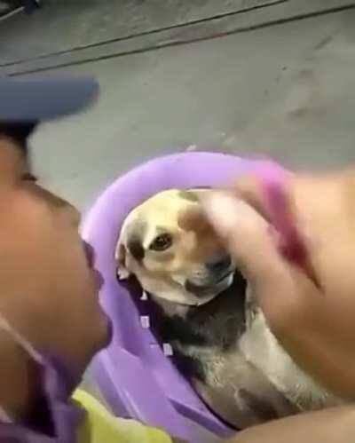 Quele pinscher te ama de verdade