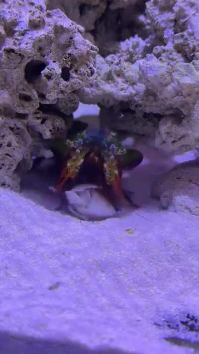 Mantis shrimp feeding time