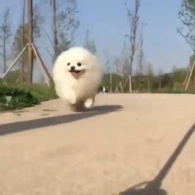 Running Cotton ball
