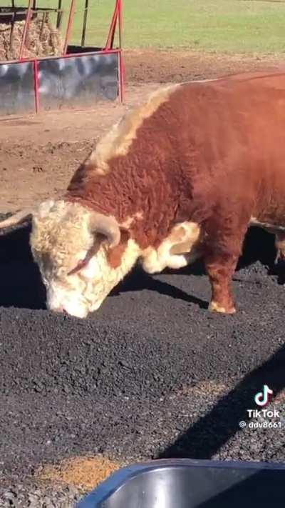 A bull verses a bulldozer 
