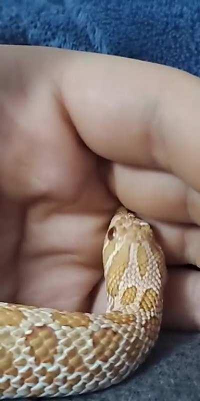 Big dig energy, am I right? 🐷