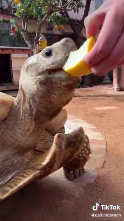 Tiptoe is such a sweet boy.