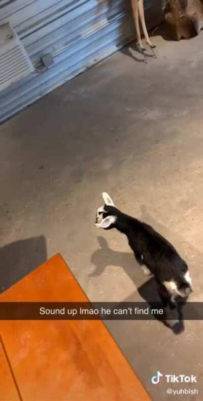Goat freaks out when it can’t find its owner