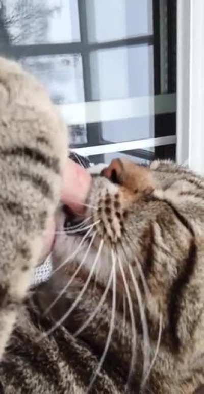 Our cat does that since we got him out of the shelter