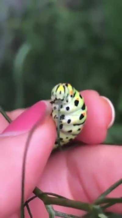 Caterpillars have been called 