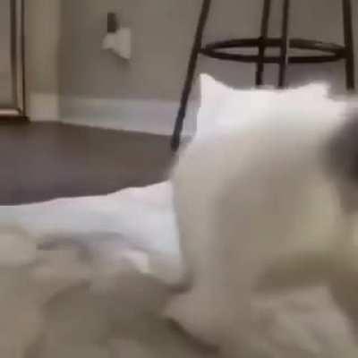 FREE CAT VIDEO DOWNLOAD OMG