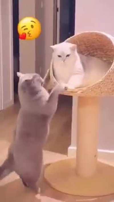 Did you see a Cat sneak kiss before?