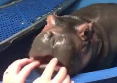 A Baby Hippo getting their gums massaged by their Caretaker.