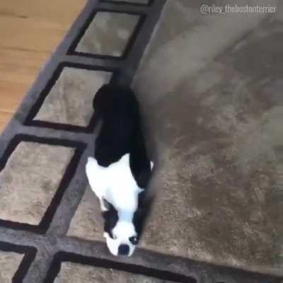 New carpet zoomies