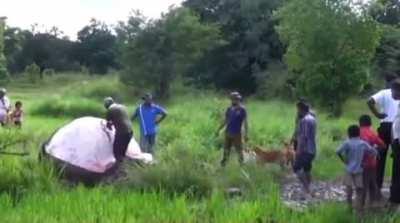 Cutting an elephant's belly