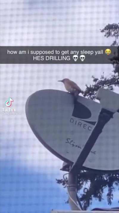 The audacity of this bird…