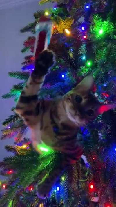 Tree won’t last long