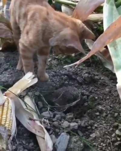 finding a friend in the ground