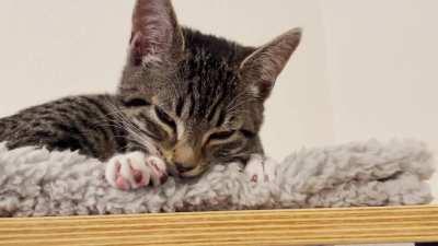 She kneaded herself to sleep with those pink murder mittens. 😻