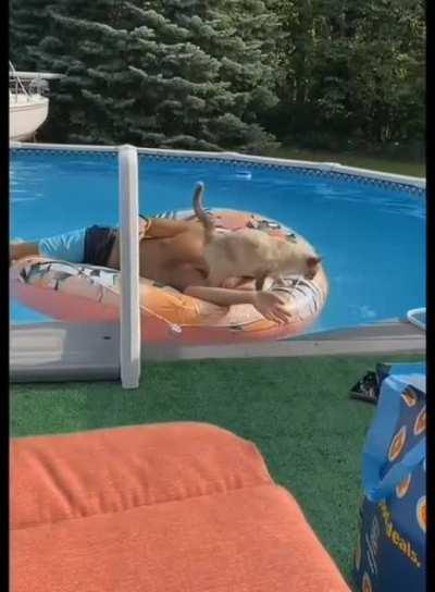 Cats are natural snipers when it comes to precision..