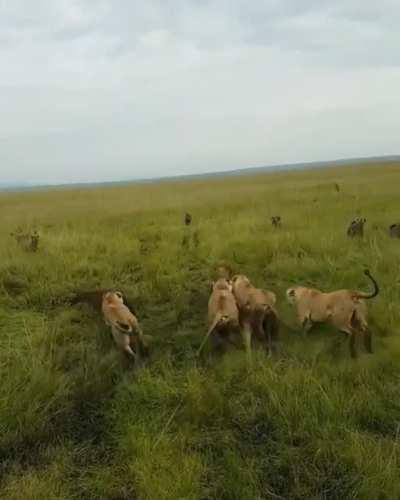 🔥 So glad the pride came for the rescue