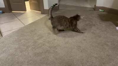 My cat is self-sufficient.