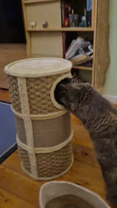 Never waste a chance to annoy your sister