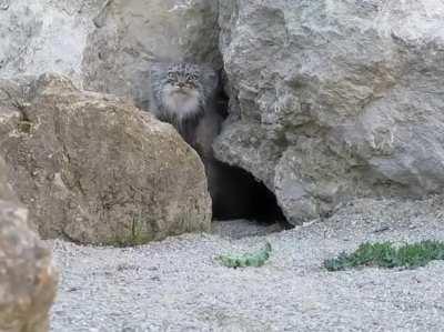 Wild chonker finds camera