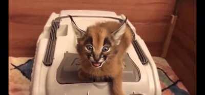 Behold the mighty roar