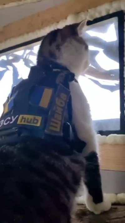 From guard cat to celebrity worshipped in his sleep