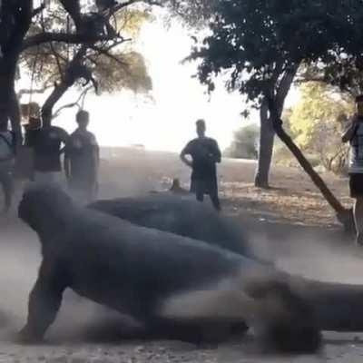 Two Komodo Dragons fighting