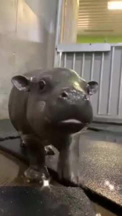 Baby hippo