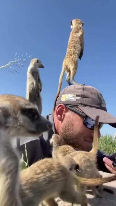 Wild meerkats using a wildlife photographer’s as a vantage point