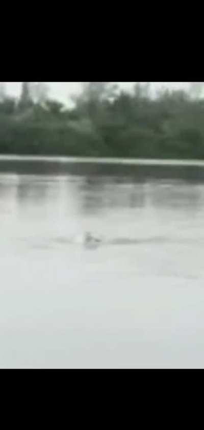 Never mix an unconscious swimmer and a hungry crocodile (happened in Tamaulipas, Mexico).