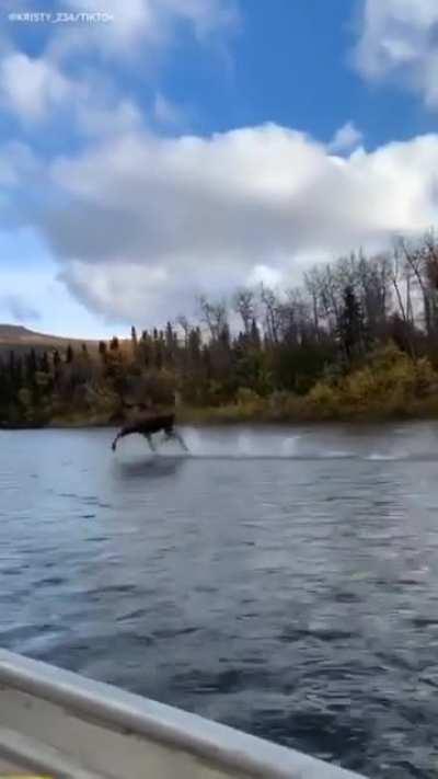 This moose running on... water?