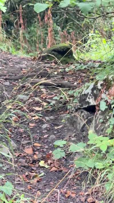 A secret pathway leading to a korok