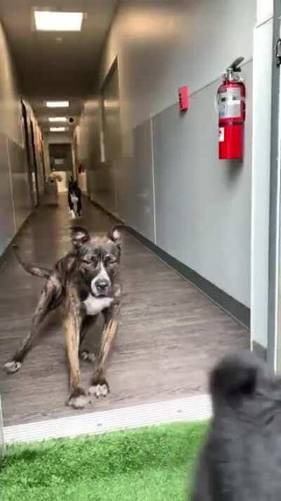 he hit the brakes a little too late